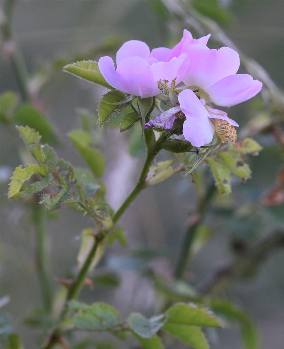 Rosa rubiginosa (door Jan Klinckenberg)